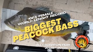 BIGGEST Peacock Bass EVER caught on film 90cm  27lbs  IGFA World LENGTH Record [upl. by Nod]