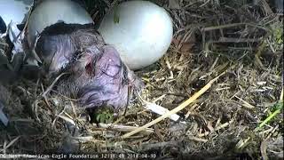 AEF DC Eagle Cam 43018 Hatching of DC6 [upl. by Acessej618]