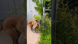 Cadaver dog at work malinois searchandrescue workingdog [upl. by Siddra]