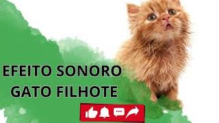 EFEITO SONORO GATO FILHOTE [upl. by Ilellan]