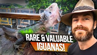 You Need to Know about these Iguanas [upl. by Yssor]