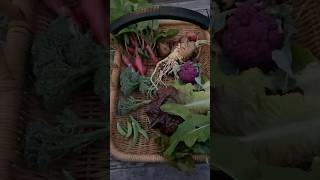 Harvest time in my backyard garden garden harvest harvesttime growyourownfood [upl. by Nyleaj]