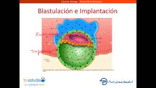 Desarrollo Embrionario [upl. by Barayon]