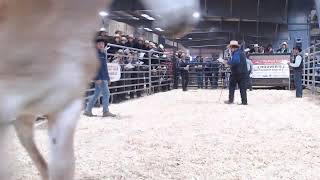 2024 Hoover Colt Sale PART 2 [upl. by Pius]