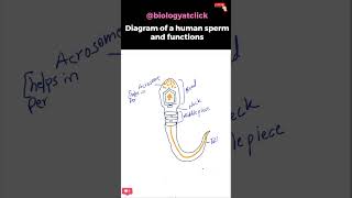 Diagram of human sperm easy [upl. by Iduj721]