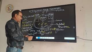 chemiosmotic hypothesis formation of ATP in chloroplast photophosphorylation [upl. by Ycart357]