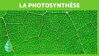 QUESTCE QUE LA PHOTOSYNTHÈSE 🌱☀️ Définition PHASES et IMPORTANCE [upl. by Les]