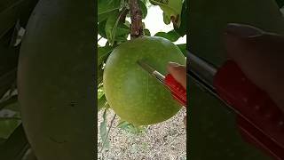 calabash cutting knife calabash miracle fruit calabash tree coconutcutting mango fruitcalabash [upl. by Norrie]