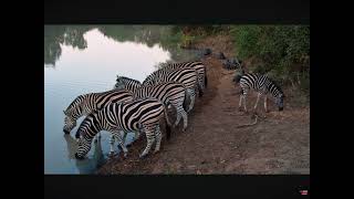 Beautiful Zebras and a Cute Zebra Colt Stops By the Waterhole For a Drink 04222024 African Live [upl. by Eicnan317]