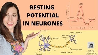 Establishing a RESTING POTENTIAL in a neurone Do you know what the resting potential is [upl. by Eelyme915]