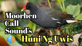 Moorhen Calls  Sounds [upl. by Kelly]