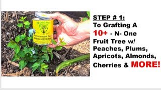 STEP 1 To GRAFTING A 10in1 Fruit Tree w Peaches Plums Apricots Almonds amp MORE [upl. by Nhabois979]