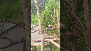 Panda climbing the tree in Chengdu Giant Panda research base chengdupanda pandachina chinacity [upl. by Funch]