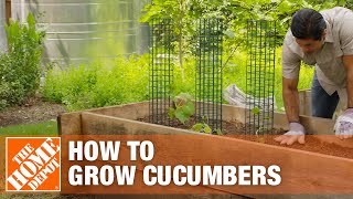 How to Grow Cucumbers  Planting Cucumbers  The Home Depot [upl. by Shu]