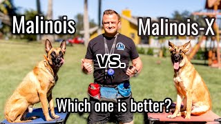 Belgian Malinois vs MalinoisX  Is the Malinois x GSD an even better dog [upl. by Derek635]