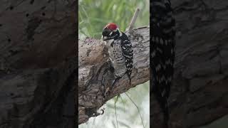 Nuttalls Woodpecker doing what they do urbanwildlife urbannaturephotography [upl. by Ahsinar]