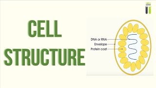 ALevel Biology Revision  Part 21  Cell Structure [upl. by Sorkin198]