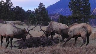 Bull Elk Fighting in Estes Park Colorado  Elk Battle [upl. by Sassan]