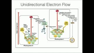 Cytochrome b6f Proton Pumping and ATP Synthesis [upl. by Uv]