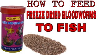 how to feed freeze dried bloodworms to fish 2021 [upl. by Boggs]