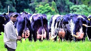 From ANKOLE COWS to PURE GIROLANDO using DIGITAL AI Artificial Insemination  Modern Farming [upl. by Horatio]