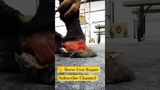 Horse 🐎 Foot Repair Break Nailcuteanimal animals horse shorts shortsfeed shortvideo [upl. by Yllac]