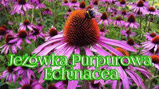 753 Zabezpiecz Się Na Jesień Echinacea Jeżówka Purpurowa [upl. by Nelad]