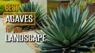 Watch This Before You Buy Agave Plants PS I have a Favorite [upl. by Prisilla]