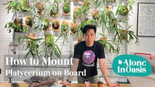 How to Mount Staghorn Fern Platycerium on Board  Simple StepbySteps Guide [upl. by Edgell]