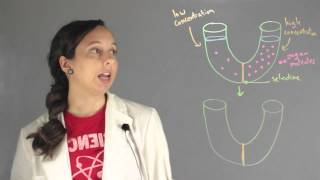 Important Concepts of Osmosis  Chemistry Lessons [upl. by Hadden]