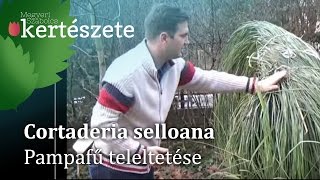 Cortaderia selloana  Pampafű teleltetésetéli gondozása [upl. by Sirahs]