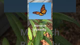 Plant Milkweed For Monarchs [upl. by Betthel267]