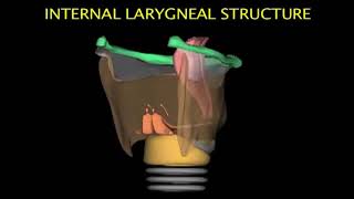 Larynx Animation [upl. by Tarr]