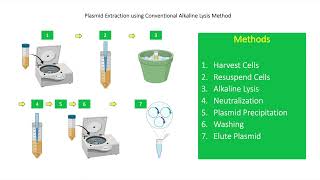 How To Perform Plasmid DNA Extraction Using Alkaline Lysis Method [upl. by Atilamrac]