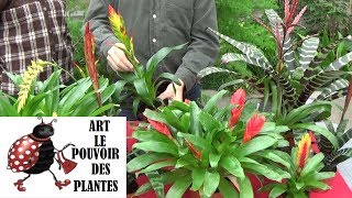 Conseils jardinage Vriesea Entretien et arrosage Plante verte d’intérieur [upl. by Assenaj]