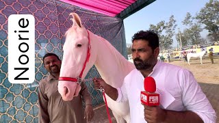 Samundar Line Ki Nukri Bacheri Noorie at Jagraon Horse Show 2024 [upl. by Ier]