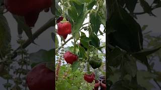 Poblano peppers youtubeshorts short farming food home viral kitchen diy [upl. by Ginzburg359]