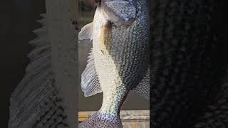 SLAB CRAPPIE santee crappie freshwaterfish crappiefish sparkleberry slabs [upl. by Willman209]