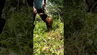 Harvesting cassava part 515 shorts farming cassava nature cassavaroots cassavafarming [upl. by Sadnalor]