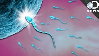 What Exactly Happens When Sperm Meets Egg [upl. by Nata]