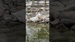 Haryana hood Nature lover Lake nature shorts reels video duck entertainment [upl. by Ashlen]