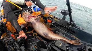 Hunting quotTrophyquot ROCKFISH off the Kayak in CALIFORNIA w Die Hard Fishing [upl. by Yenolem923]