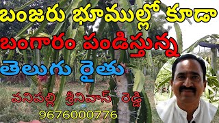 Dragon fruit cultivation  in Telugu  dragon fruit farming  dragon fruit seedlings cuttings  grow [upl. by Arhat593]