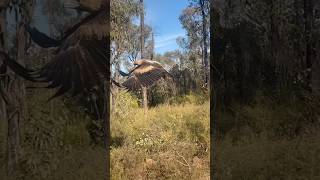 Australia’s largest bird of preyWedge Tail eagle shorts australia birdofprey [upl. by Handler]