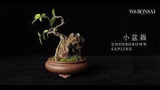 Bonsai time lapse Turning a undergrown sapling into mini mame bonsai [upl. by Hervey]