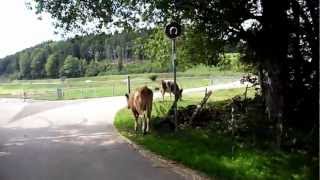 Jura  Radtour Velo  Route 7 [upl. by Lawtun730]