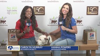 Kicking off Clear the Shelters Saturday [upl. by Villada]