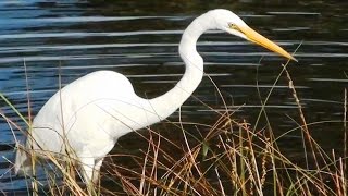 Eastern Great Egret feeding [upl. by Nahsab]