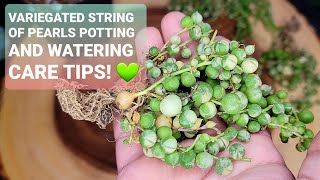 96 VARIEGATED STRING OF PEARLS HOW TO WATER CARE TIPS AND REPOTTING [upl. by Alletsirhc230]