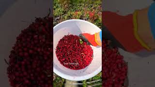 lingonberry picking harvesting cranberry lingonberry cowberry [upl. by Utley]